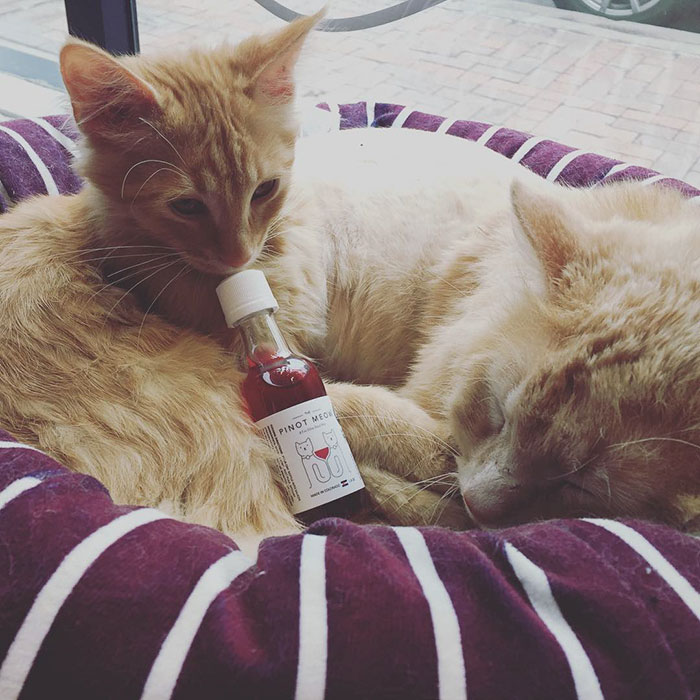 vino-nebeda-gatos-apollo-peak (2)