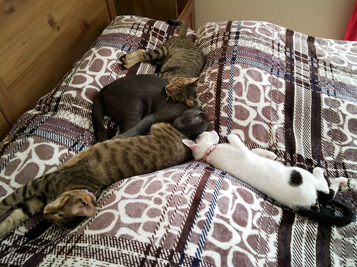 3-gatos-ciegos-adoptados-catherine-magno (1)