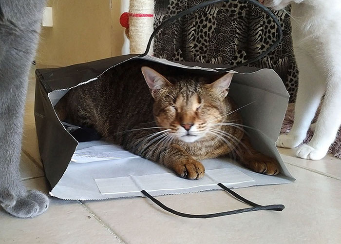 3-gatos-ciegos-adoptados-catherine-magno (2)