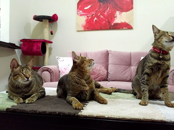3-gatos-ciegos-adoptados-catherine-magno (4)