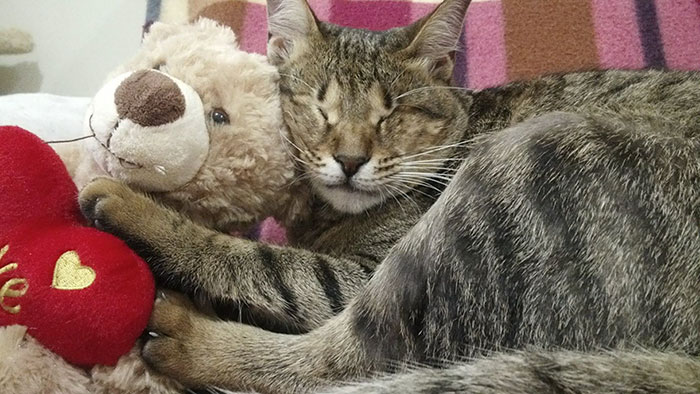 3-gatos-ciegos-adoptados-catherine-magno (9)