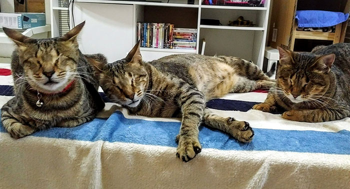 Nadie quería a estos 3 gatos ciegos, hasta que esta mujer decidió adoptarlos