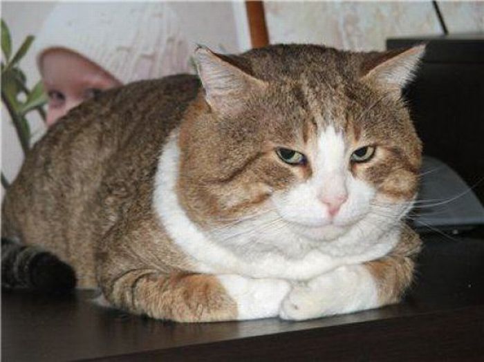 Gatos Gordos: Obesidad En Los Gatos