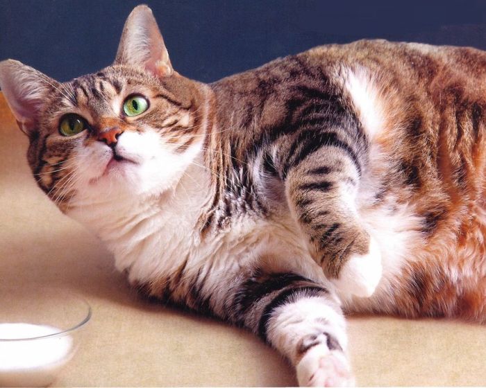 Gatos Gordos: Obesidad En Los Gatos