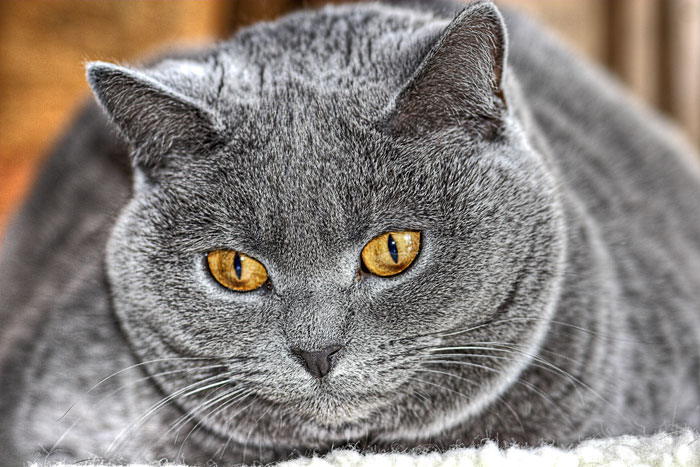 Gatos Gordos: Obesidad En Los Gatos