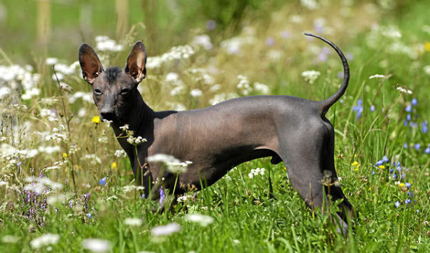 Xoloitcuintle, El Perro Azteca