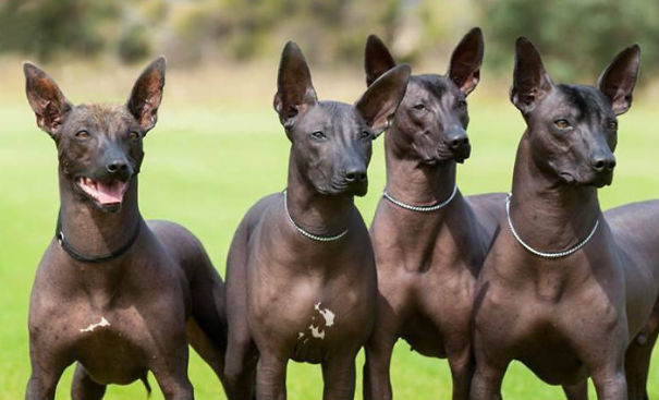 Xoloitcuintle, El Perro Azteca