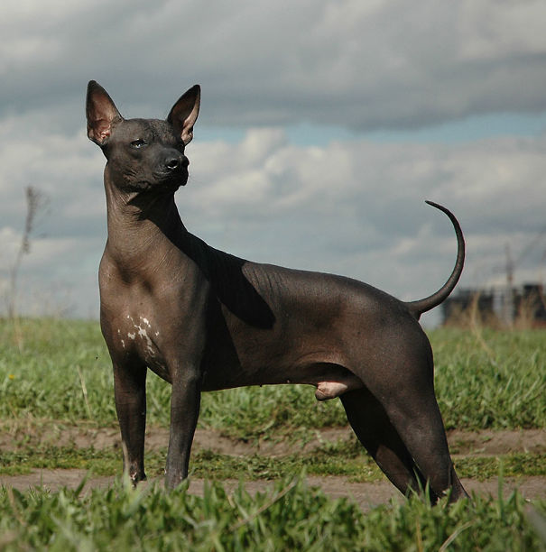 Xoloitcuintle, El Perro Azteca