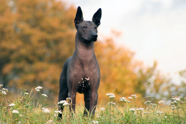 Xoloitcuintle, El Perro Azteca