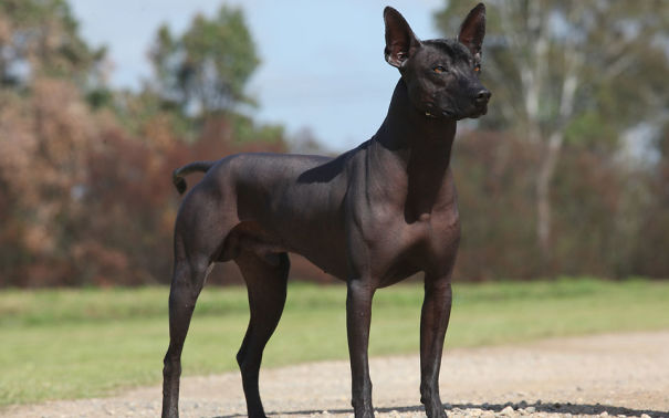 Xoloitcuintle, El Perro Azteca