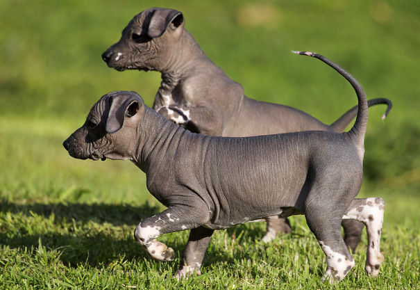 Xoloitcuintle, El Perro Azteca