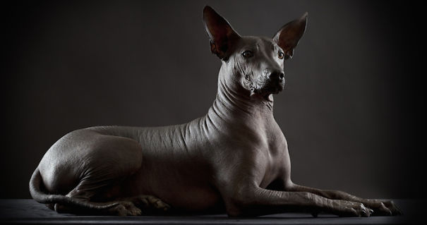 Xoloitcuintle, El Perro Azteca