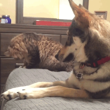amistad-animal-perro-raven-gato-woodhouse (1)