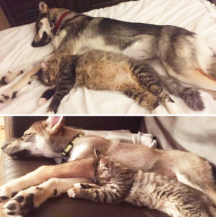 amistad-animal-perro-raven-gato-woodhouse (10)