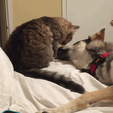 amistad-animal-perro-raven-gato-woodhouse (2)