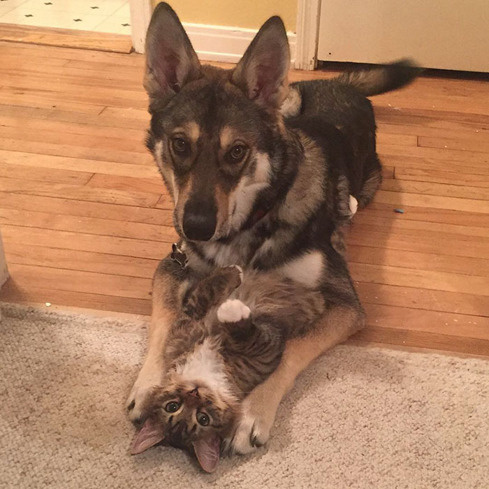 amistad-animal-perro-raven-gato-woodhouse (2)