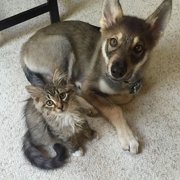 amistad-animal-perro-raven-gato-woodhouse (3)