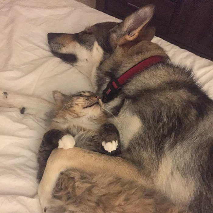 amistad-animal-perro-raven-gato-woodhouse (4)