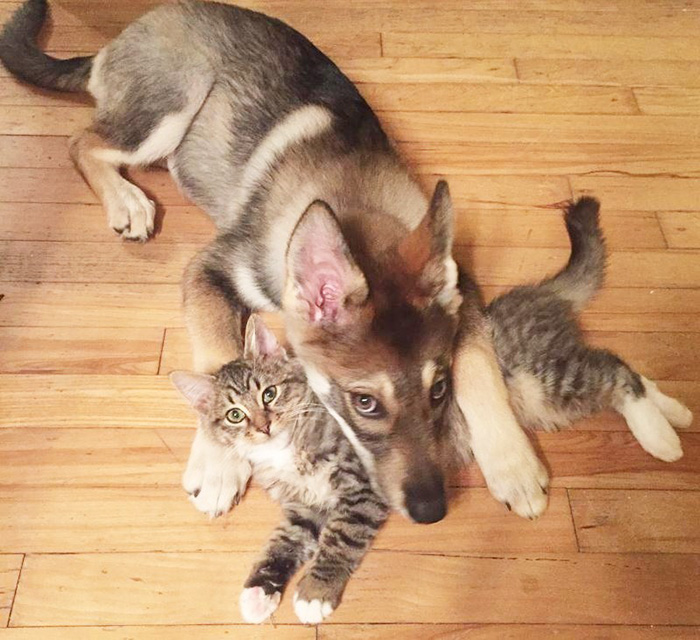 amistad-animal-perro-raven-gato-woodhouse (7)