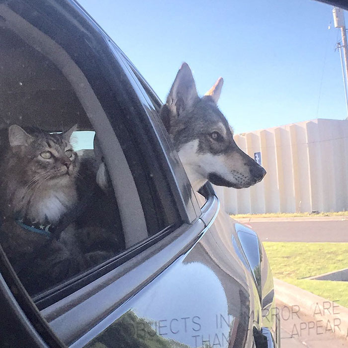 amistad-animal-perro-raven-gato-woodhouse (9)
