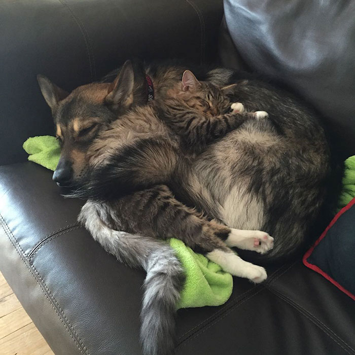 Este husky eligió su propio gatito del refugio para llevárselo a casa