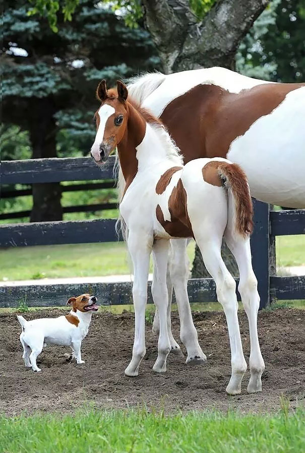 animales-hermanos-distintas-madres (2)