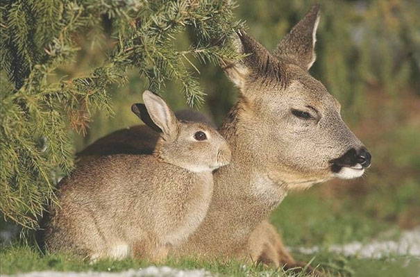 animales-hermanos-distintas-madres (3)