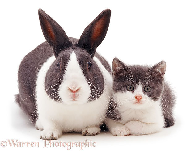 animales-hermanos-distintas-madres (4)