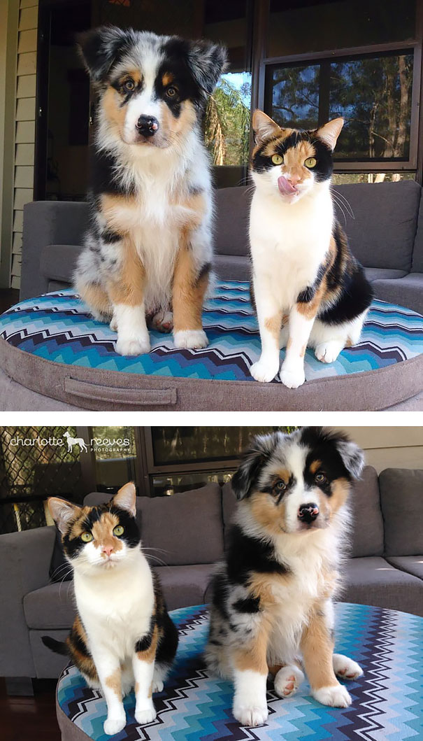 animales-hermanos-distintas-madres (5)