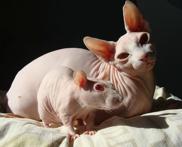 animales-hermanos-distintas-madres (8)