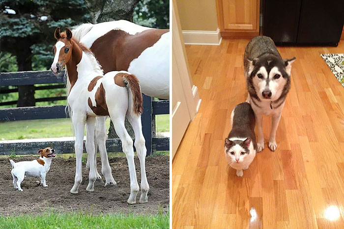 10 Animales hermanos de distintas madres