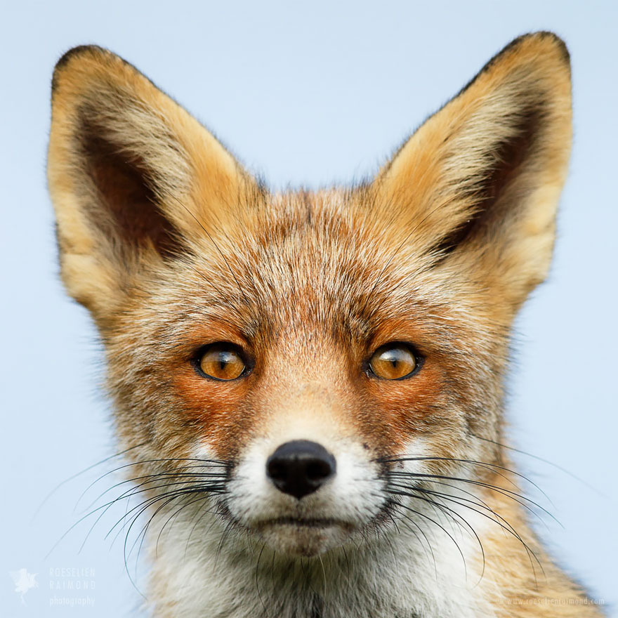 caras-de-zorros-roeselien-raimond (1)