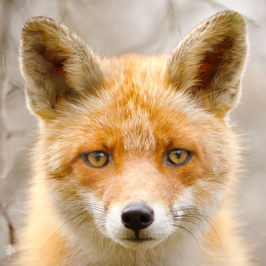 caras-de-zorros-roeselien-raimond (10)