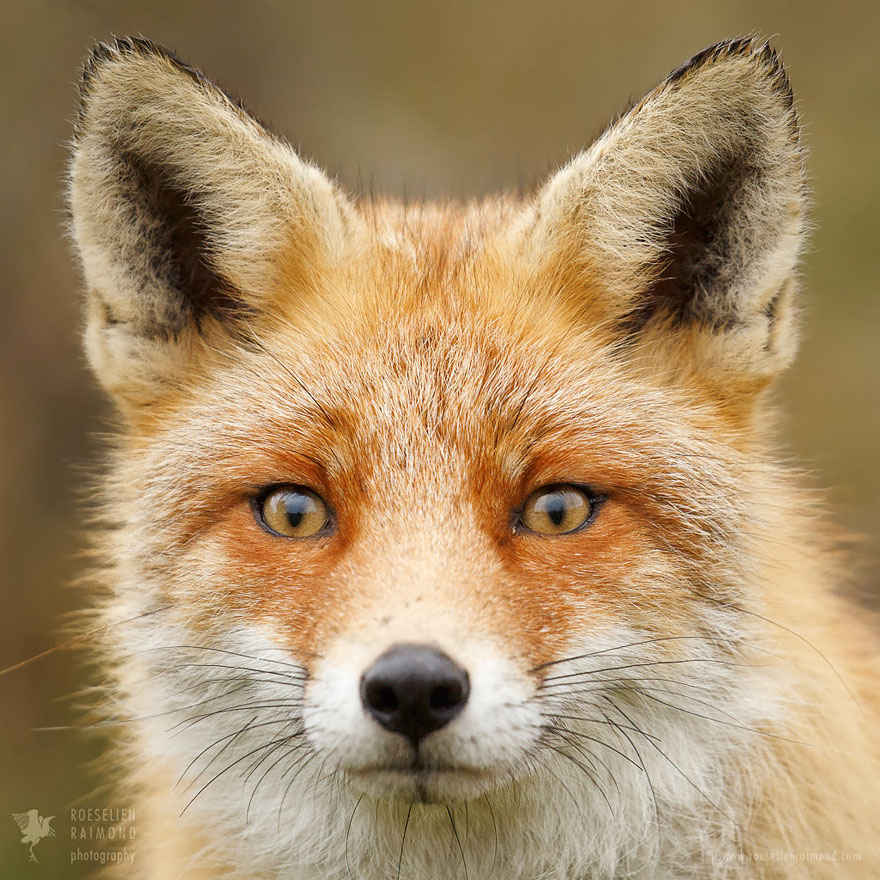 caras-de-zorros-roeselien-raimond (11)