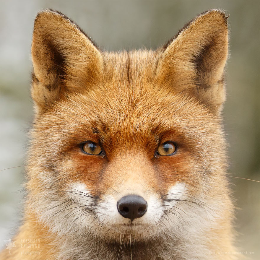 caras-de-zorros-roeselien-raimond (12)