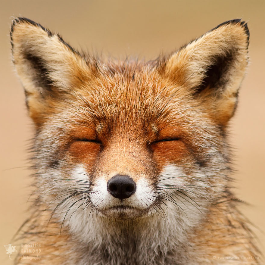 caras-de-zorros-roeselien-raimond (13)