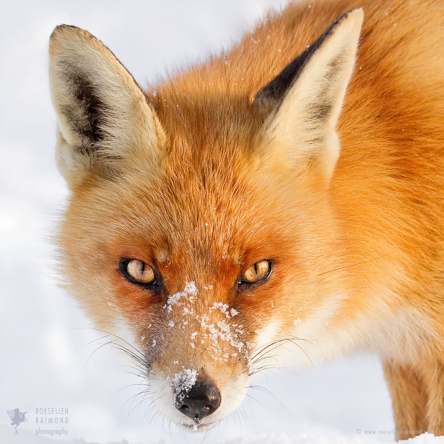 caras-de-zorros-roeselien-raimond (14)