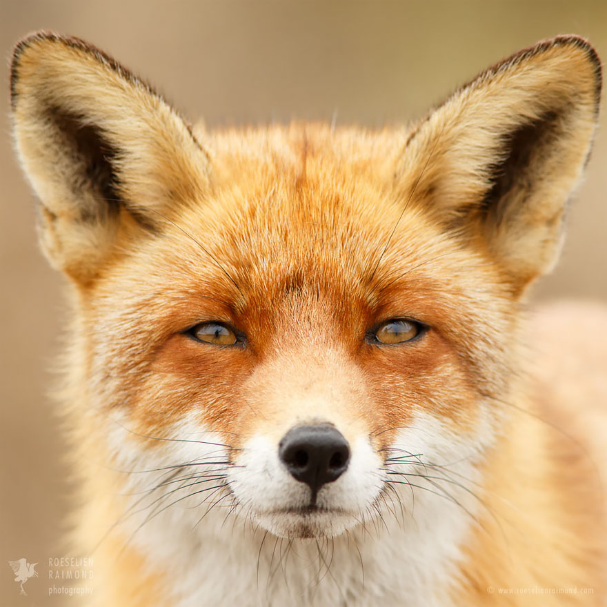 caras-de-zorros-roeselien-raimond (3)