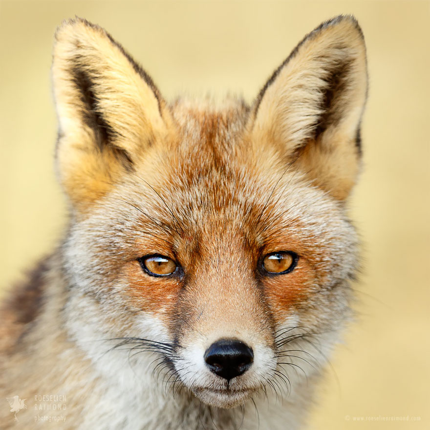 caras-de-zorros-roeselien-raimond (4)