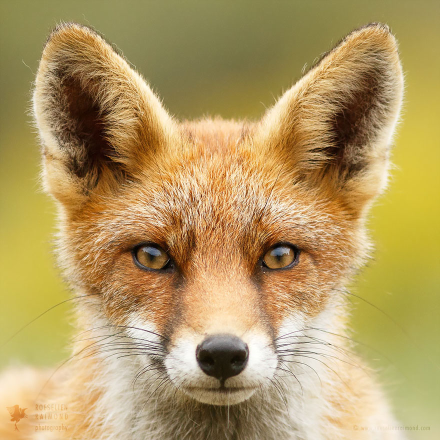 caras-de-zorros-roeselien-raimond (5)