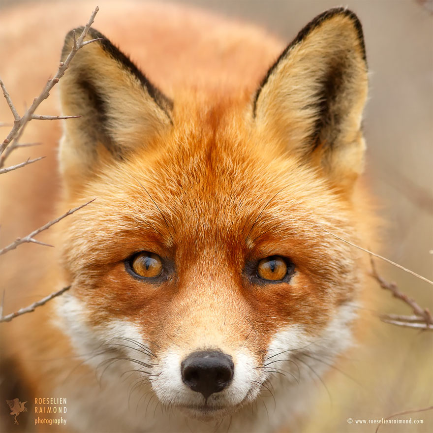 caras-de-zorros-roeselien-raimond (6)