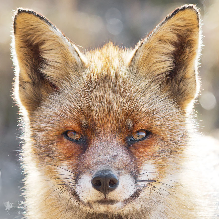 caras-de-zorros-roeselien-raimond (7)