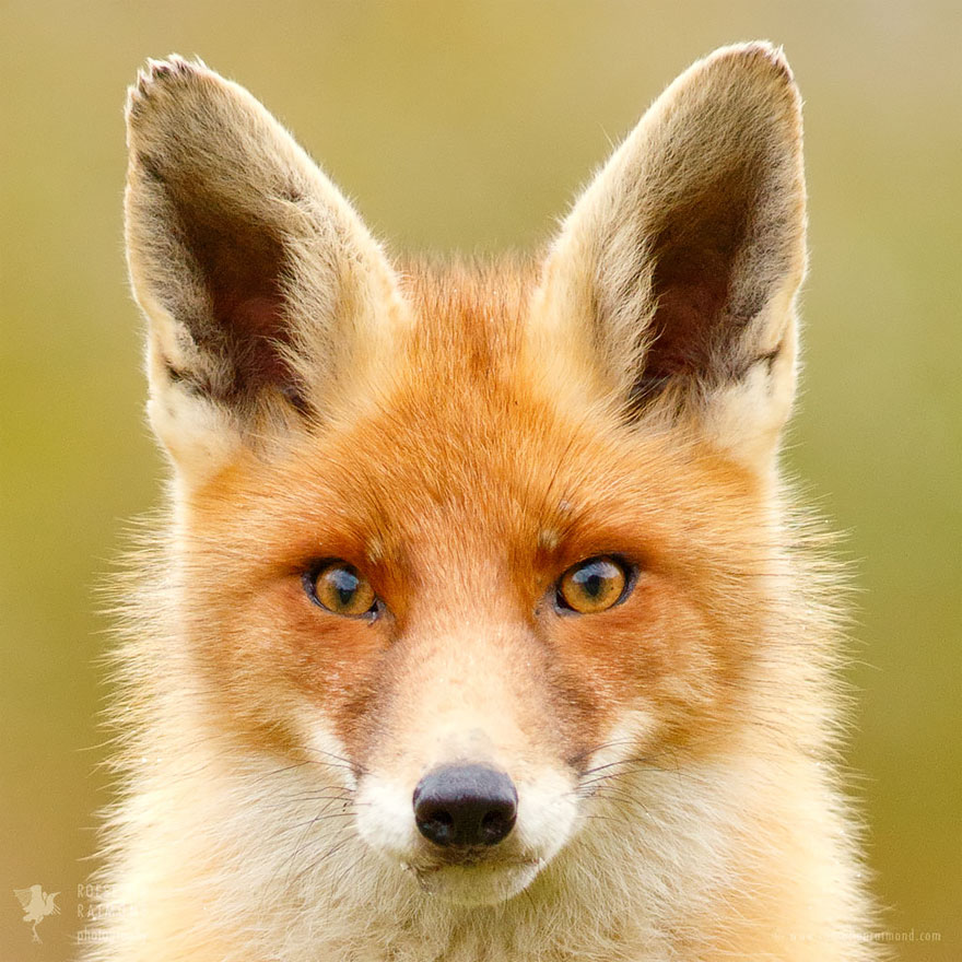 caras-de-zorros-roeselien-raimond (8)