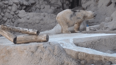 fallece-arturo-oso-polar-zoo-mendoza-argentina (1)