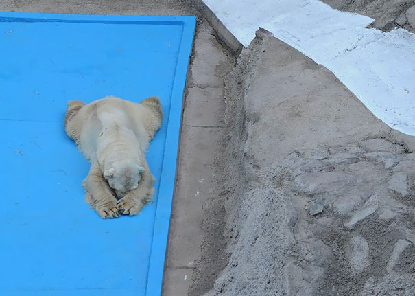 fallece-arturo-oso-polar-zoo-mendoza-argentina (2)