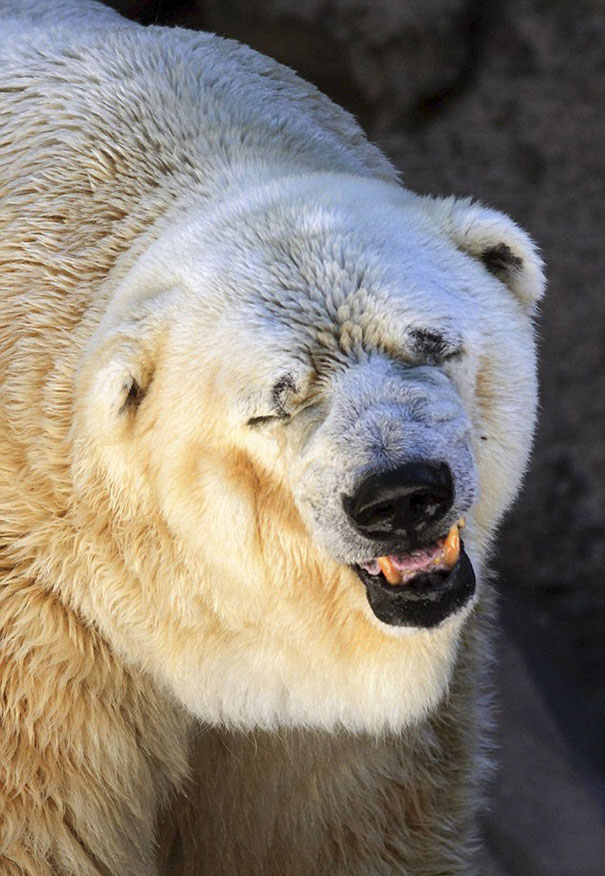 fallece-arturo-oso-polar-zoo-mendoza-argentina (3)