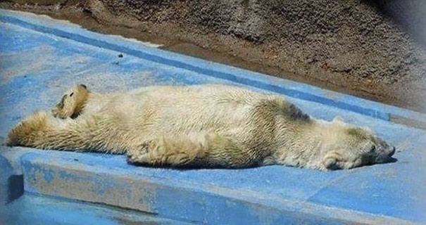 fallece-arturo-oso-polar-zoo-mendoza-argentina (4)