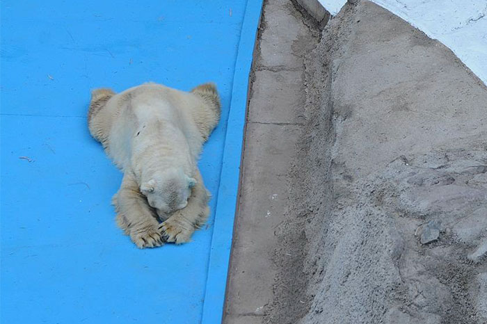 El oso polar más triste del mundo muere tras 22 años en un zoo de Argentina