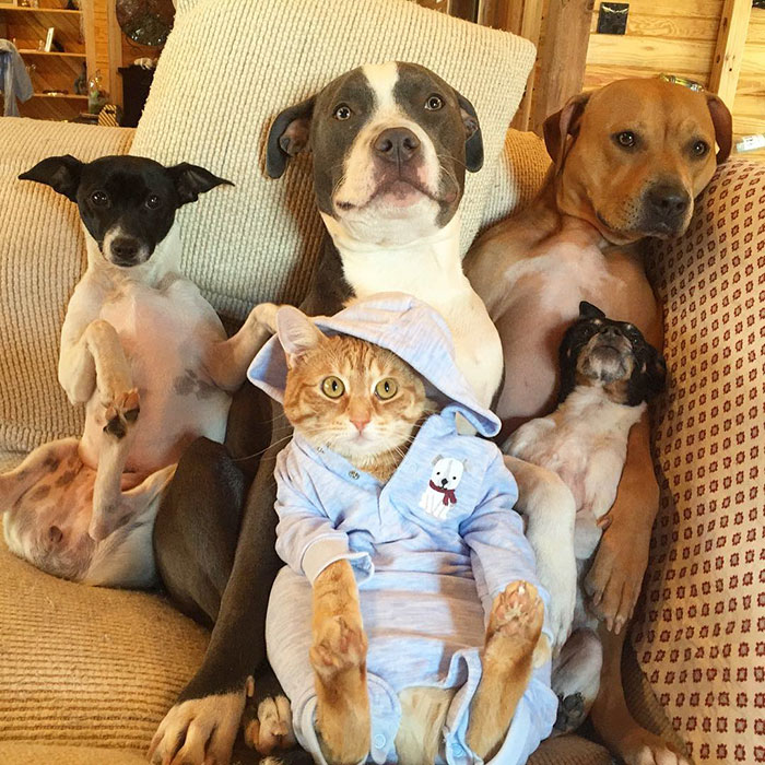 familia-7-animales-rescatados-amistad (10)