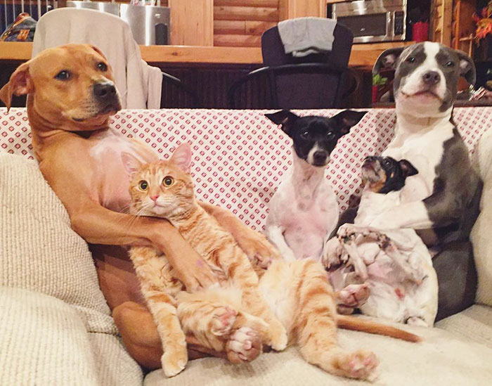 familia-7-animales-rescatados-amistad (11)